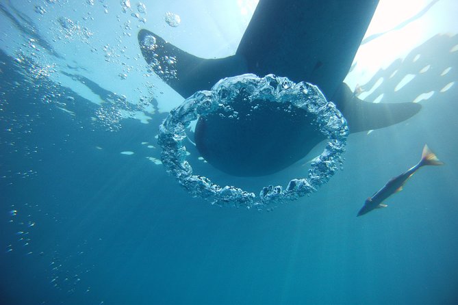 Private Whale Shark All Inclusive Experience - Guides, Safety, and Marine Etiquette