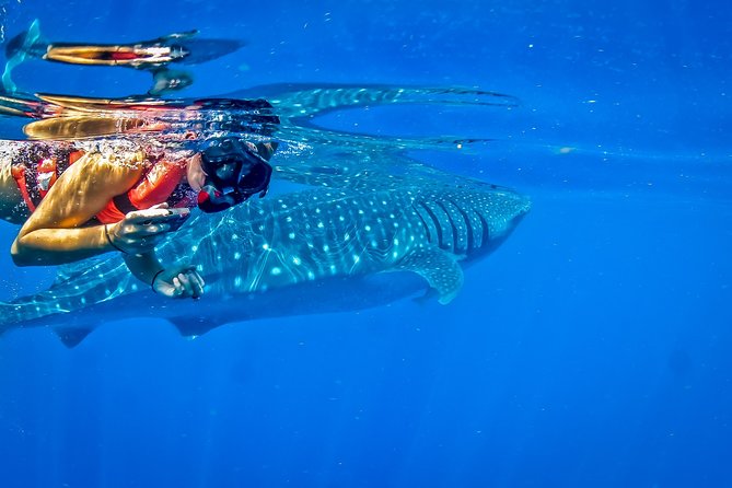 Private Whale Shark All Inclusive Experience - Who Should Book This Adventure?