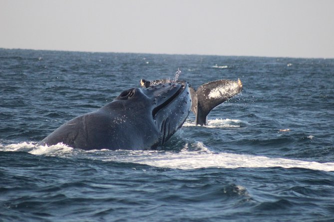 Private Whale Watching Tour in Puerto Vallarta - Key Details Before You Book