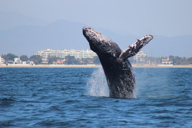 Private Whale Watching Tour in Puerto Vallarta - Why This Tour Works Better Than a Large Boat