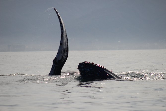 Private Whale Watching Tour in Puerto Vallarta - The First Hour: Finding Humpbacks in Banderas Bay