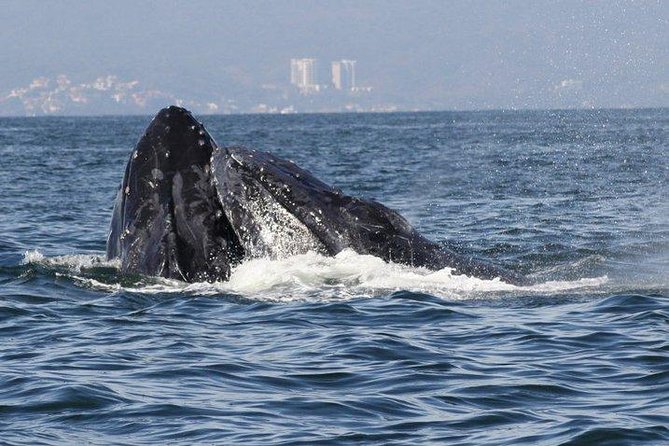Private Whale Watching Tour in Puerto Vallarta - Responsible Viewing, Not a Chase