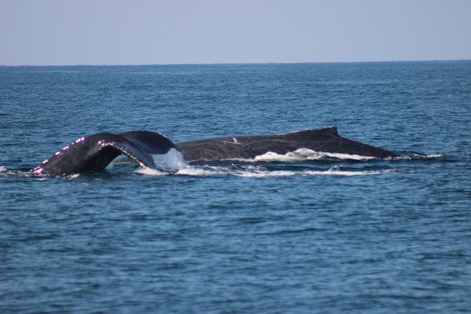Private Whale Watching Tour in Puerto Vallarta - What the Boat Offers for Families