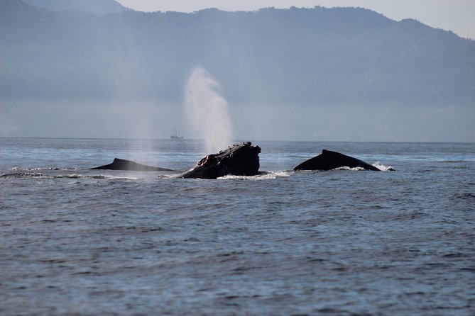 Private Whale Watching Tour in Puerto Vallarta - Lunch on a 360-Degree Marine View