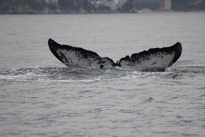 Private Whale Watching Tour in Puerto Vallarta - How Good Is the Wildlife Experience?