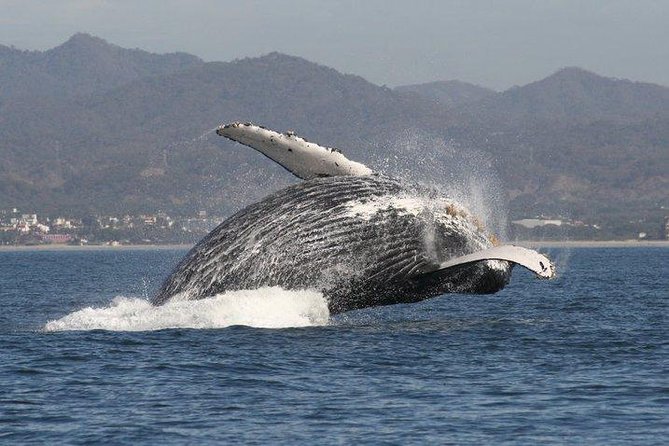 Private Whale Watching Tour in Puerto Vallarta - Is $760 a Good Value?