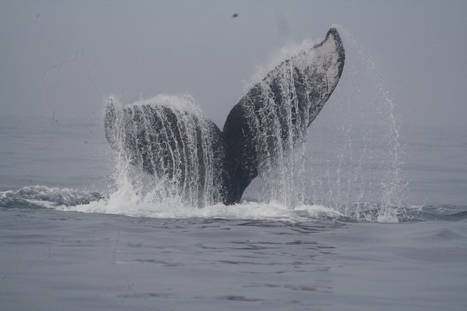 Private Whale Watching Tour in Puerto Vallarta - Meeting at Marina Vallarta at 8:45am