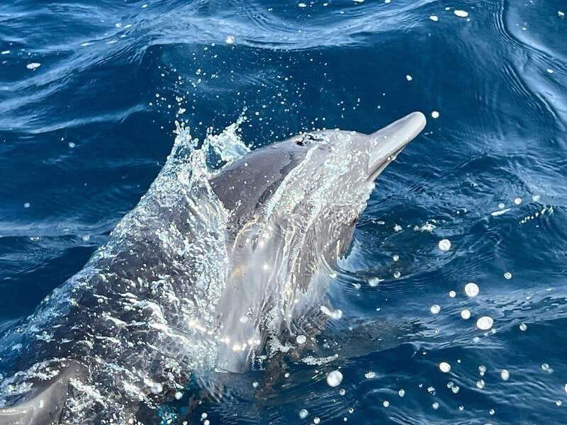Puerto Escondido: Boat Tour to see Dolphins and Marine Life - Meeting the boat at Puerto Angelito Beach