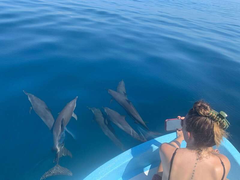 Puerto Escondido: Boat Tour to see Dolphins and Marine Life - Dolphins beside the boat, and sometimes in the water