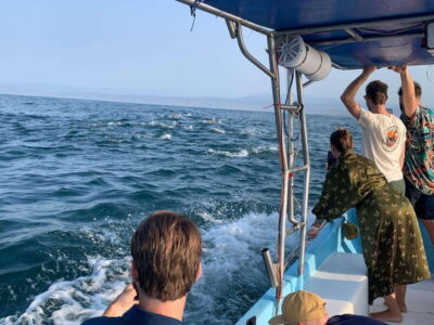 Boat Tour to see Dolphins and Marine Life
