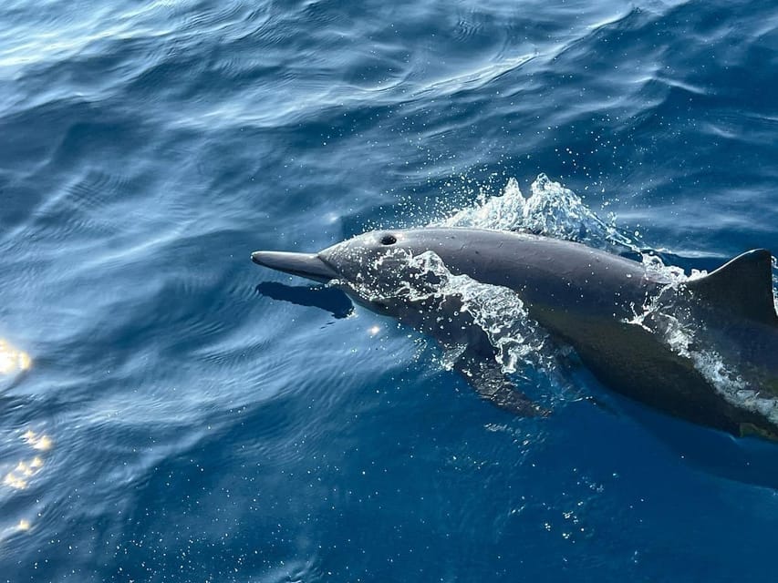 Puerto Escondido: Boat Tour to see Dolphins and Marine Life - Turtles, rays, flying fish, and the smaller surprises