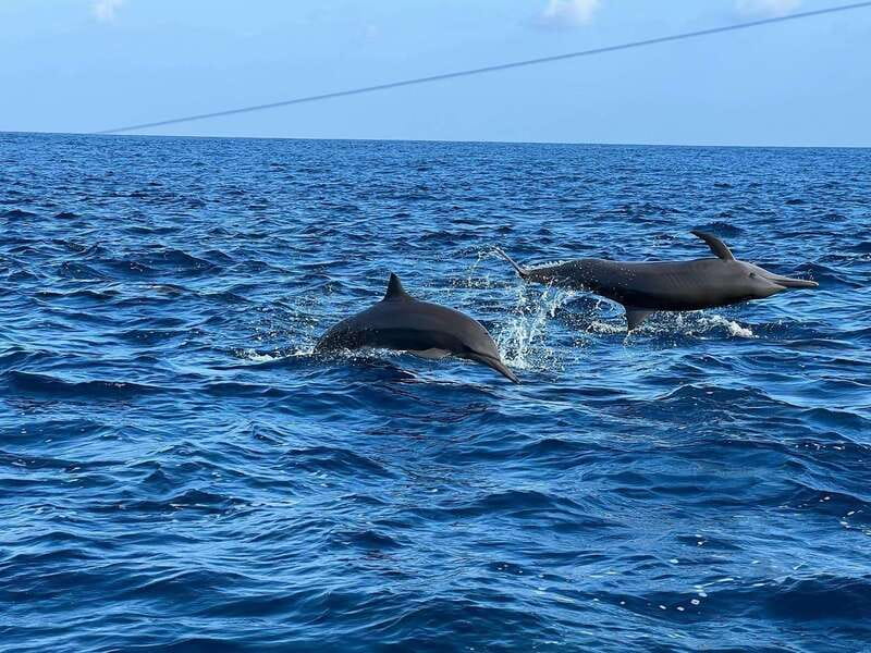Puerto Escondido: Boat Tour to see Dolphins and Marine Life - Snorkeling near shore: a pleasant final stop