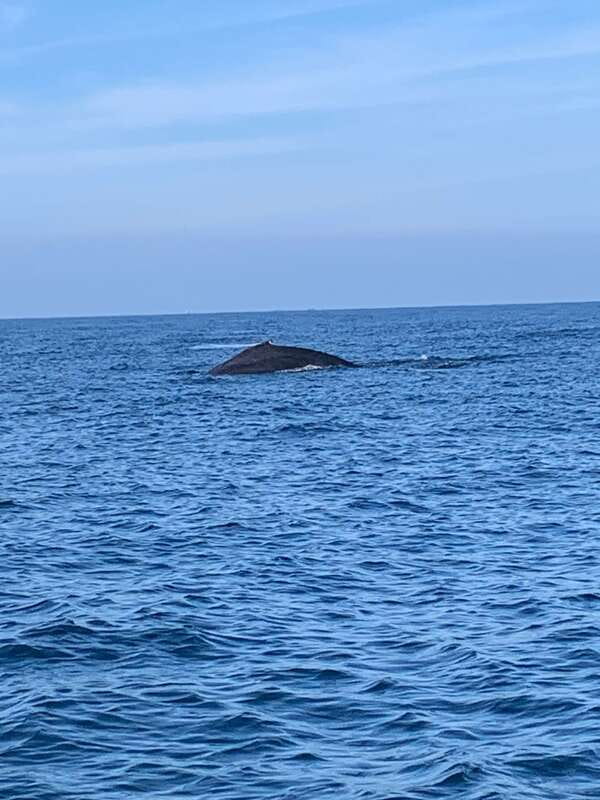 Puerto Escondido: Boat Tour to see Dolphins and Marine Life - A relaxed boat atmosphere with your own music