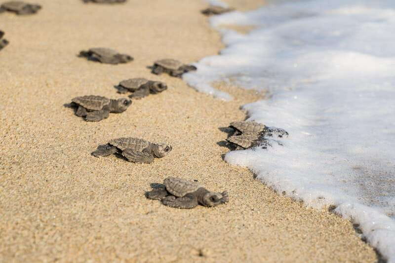 Puerto Escondido: Turtle Release Experience - Practical booking advice for Puerto Escondido