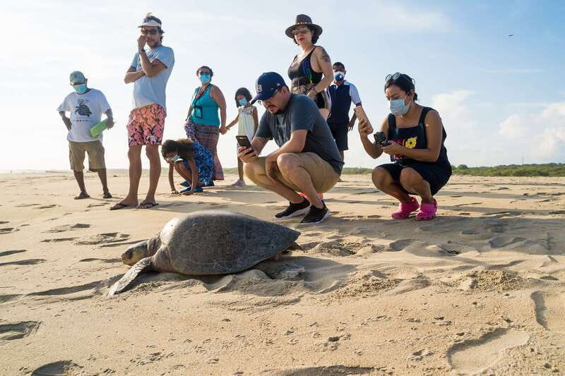 Puerto Escondido: Turtle Release Experience - From your hotel to a preserved beach