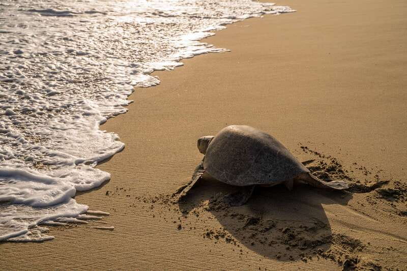 Puerto Escondido: Turtle Release Experience - Holding one hatchling in a coconut shell