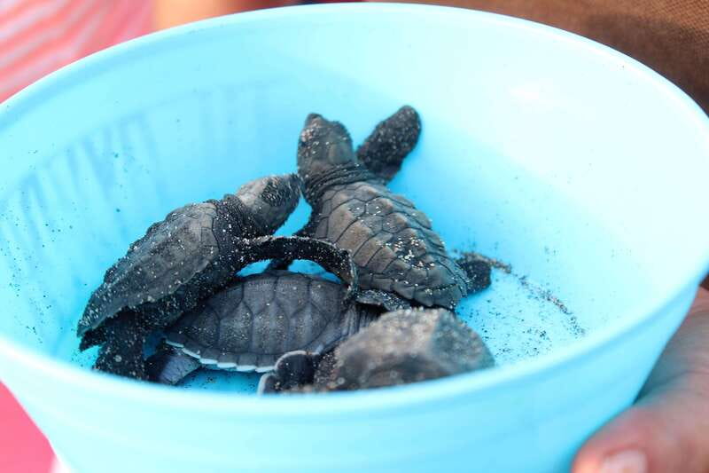 Puerto Escondido: Turtle Release Experience - Sunset, photographs, and the beach setting