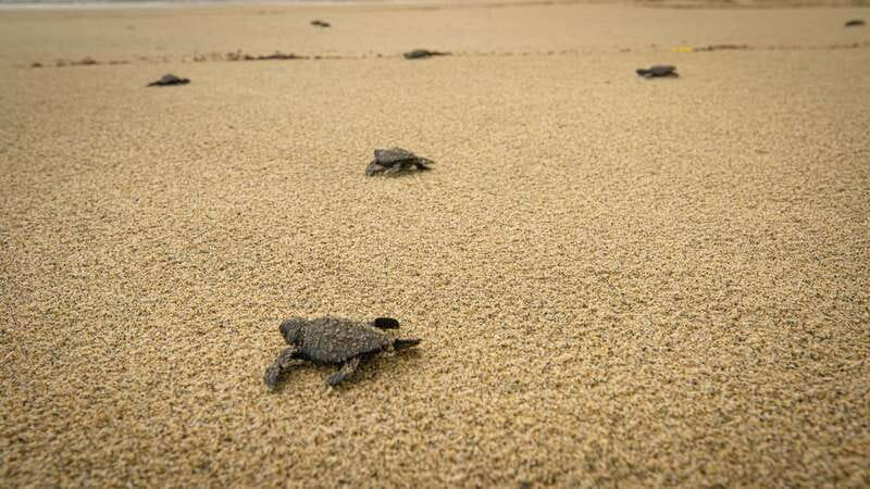 Puerto Escondido: Turtle Release Experience - Is $40 a fair price?