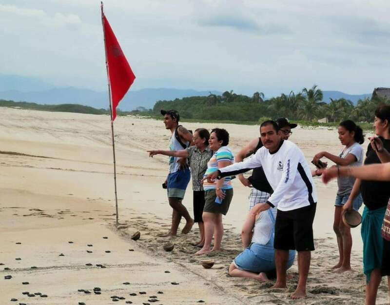 Puerto Escondido: Turtle Release Experience - The best season for a turtle release