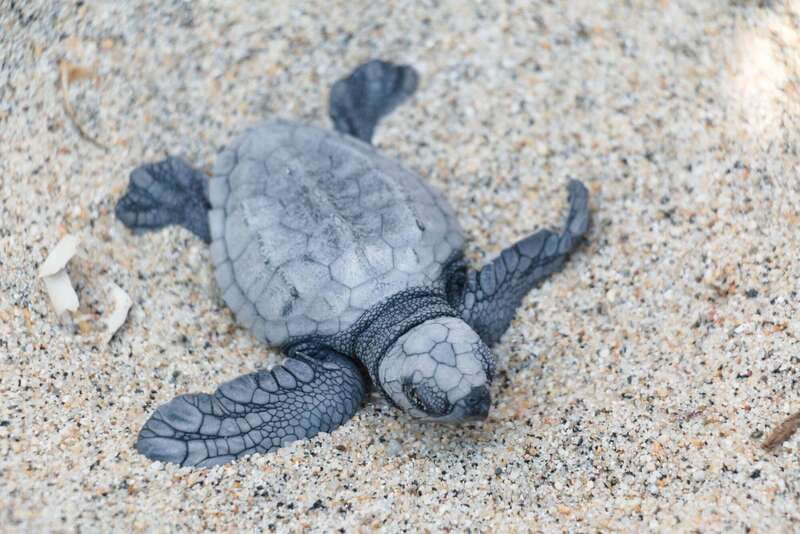 Puerto Escondido: Turtle Release Experience - What to bring, and what to leave behind