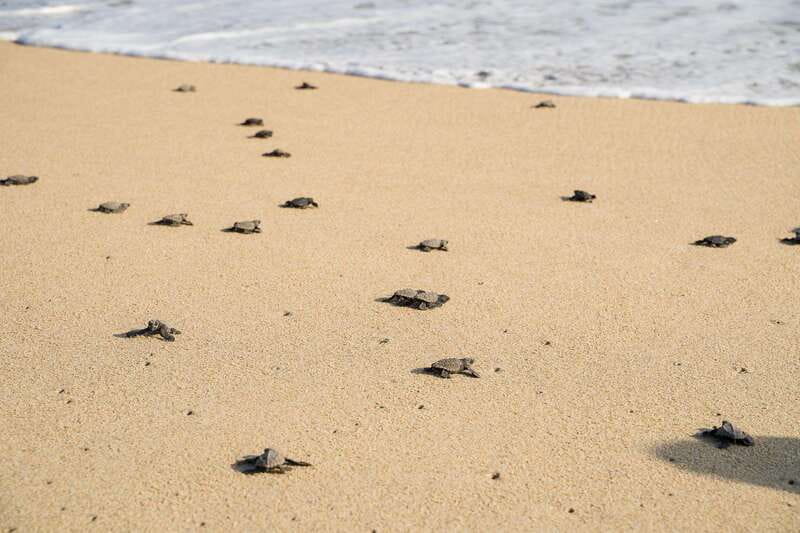 Puerto Escondido: Turtle Release Experience - Who will enjoy this evening most?