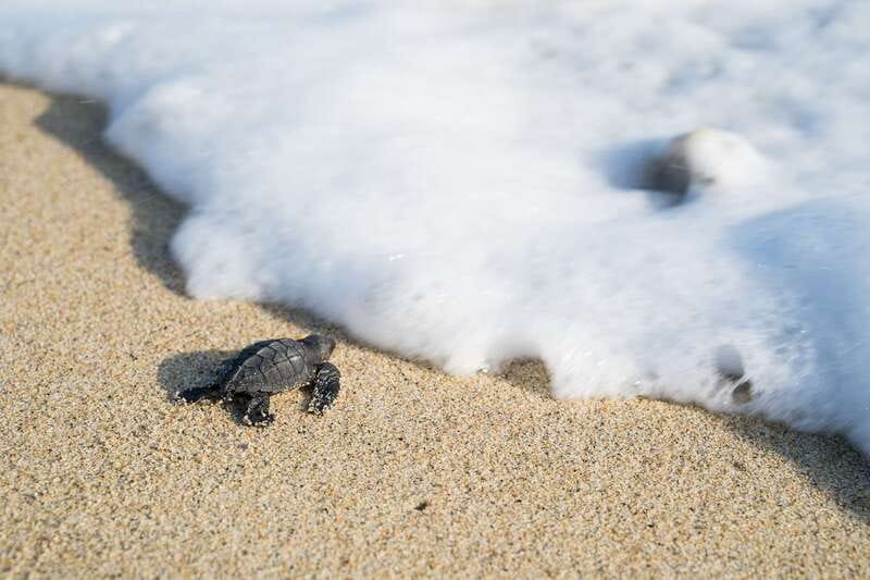Puerto Escondido: Turtle Release Experience - Meeting the turtle conservation team