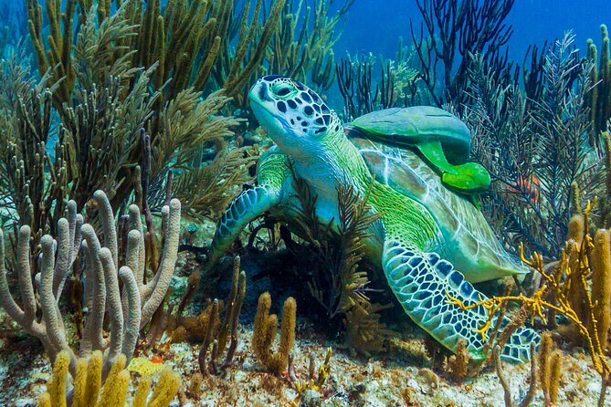 Puerto Morelos Catamaran Reef Sail and Snorkel - A calm outing, not a nonstop party