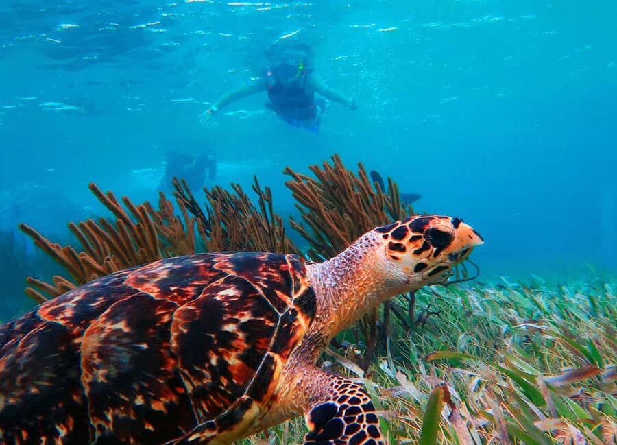Puerto Morelos: Snorkel, Town Walk, Tequila & Beach Lunch - Should You Book the Puerto Morelos Snorkel Tour?