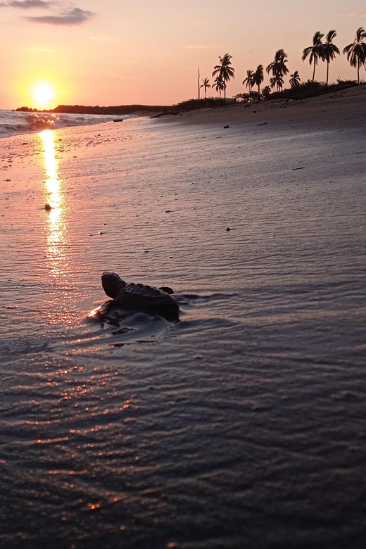 Puerto Vallarta: Baby Turtle Release in Conservation Area - Key points at a glance