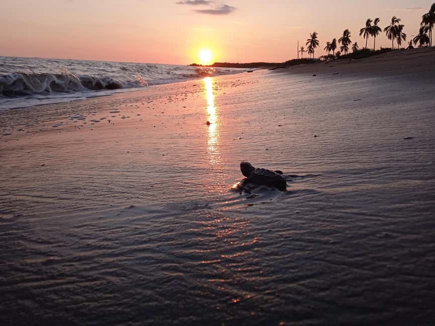 Puerto Vallarta: Baby Turtle Release in Conservation Area - Why this turtle release feels different