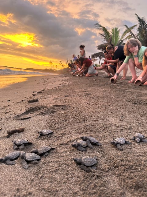 Puerto Vallarta: Baby Turtle Release in Conservation Area - Inside the camp: eggs, nests, and the turtle life cycle
