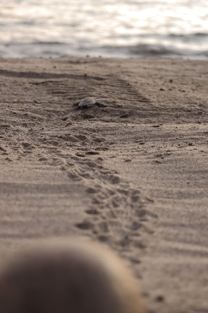 Puerto Vallarta: Baby Turtle Release in Conservation Area - Releasing the baby turtles into the ocean