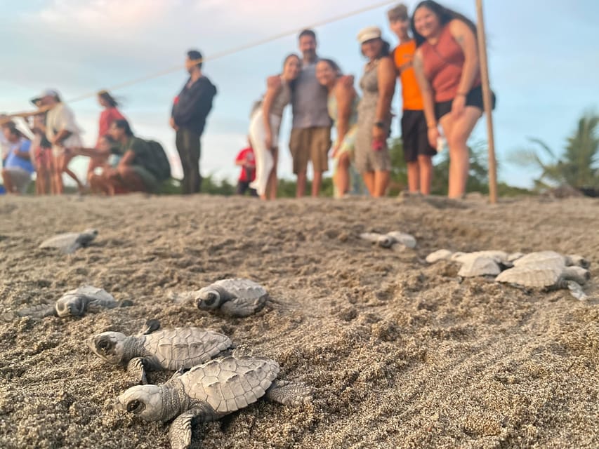Puerto Vallarta: Baby Turtle Release in Conservation Area - What the $40 price gets you