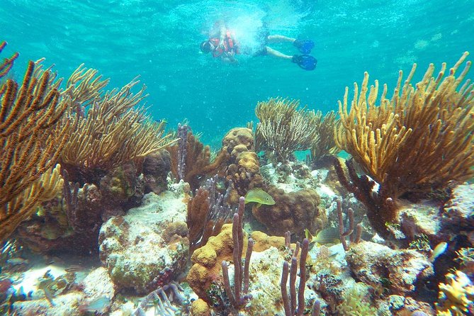 Reef Snorkeling in National Park from Cancun with Beachside Lunch - Puerto Morelos National Reef Park and reef protection