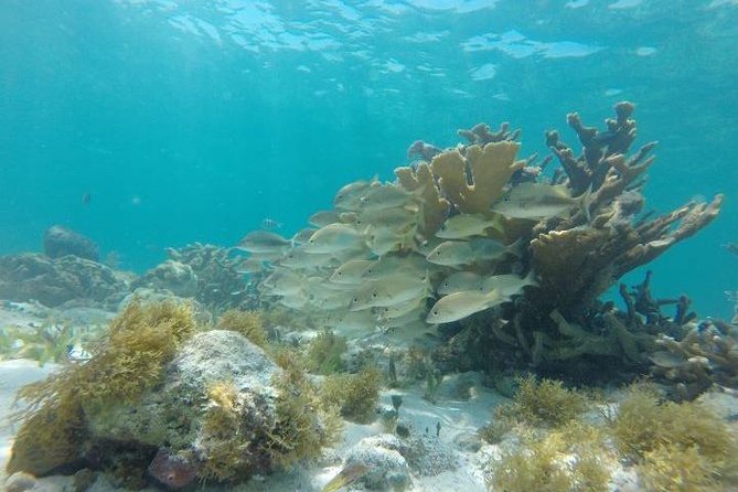 Reef Snorkeling & Jungle Speedboat Adventure with Mayan Ceremony - Snorkeling above the reef