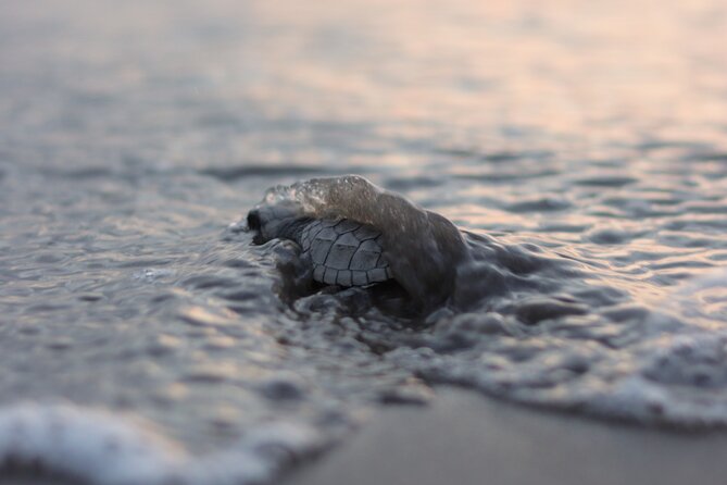 Release of Sea Turtles in Camp Tortuguero - Key points to know before you book