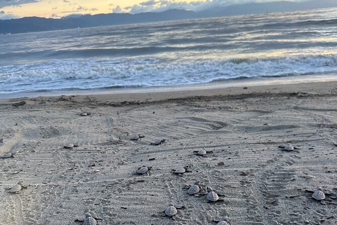 Release of Sea Turtles in Camp Tortuguero - What the $41.82 price includes