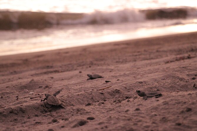 Release of Sea Turtles in Camp Tortuguero - Walking across Playa Boca de Tomates