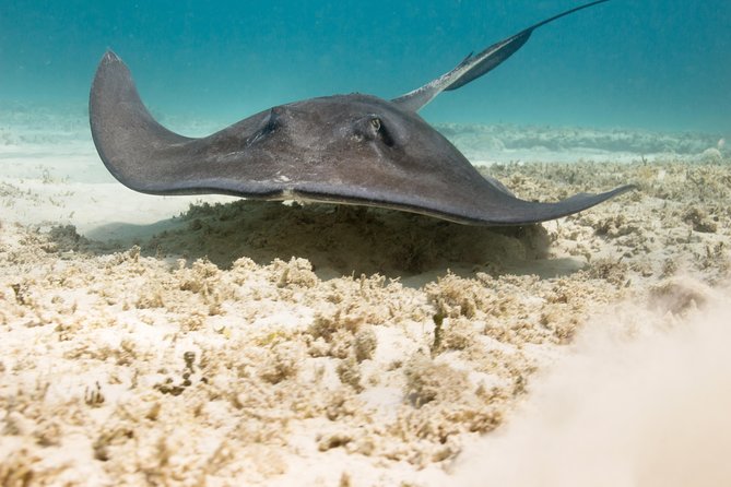 Riviera Maya Luxury Snorkeling Cruise with Lunch and Drinks - The crew makes the trip feel polished
