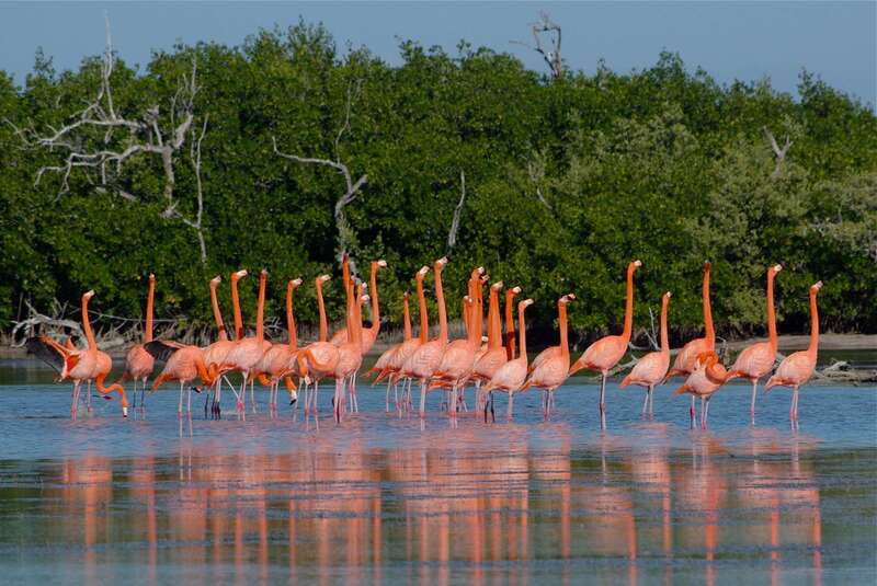 Riviera Maya: Rio Lagartos & Las Coloradas Day Trip w/Lunch - Why this day trip is worth the long ride