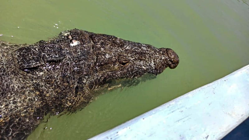 Riviera Maya: Rio Lagartos & Las Coloradas Day Trip w/Lunch - Rio Lagartos: mangroves, birds, and crocodiles