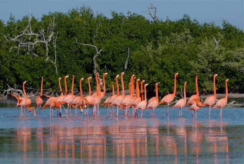 Riviera Maya: Rio Lagartos & Las Coloradas Day Trip w/Lunch - The Mayan clay bath and Gulf beach