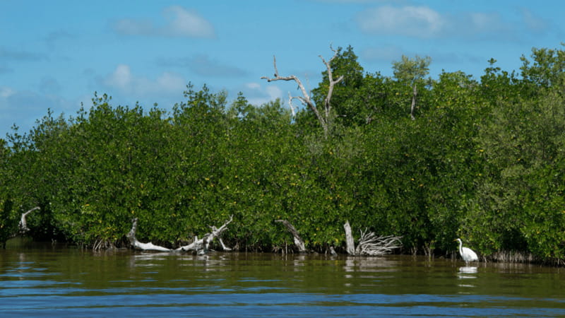 Riviera Maya: Rio Lagartos & Las Coloradas Day Trip w/Lunch - Who will enjoy this trip most