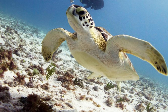 Scuba diving at MUSA the underwater museum for certified divers - Why MUSA makes this Isla Mujeres trip unusual