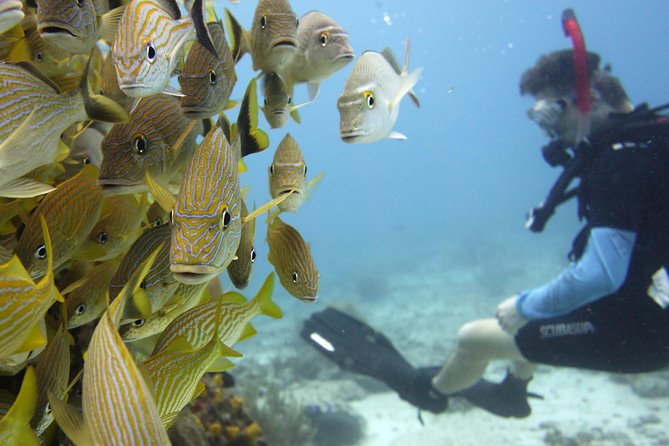 Scuba diving at MUSA the underwater museum for certified divers - Who should book this underwater museum trip?