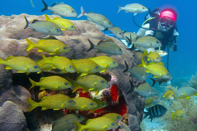 Scuba Diving Under Water Museum and Reef for beginners - The boat ride, waiting time, and group size