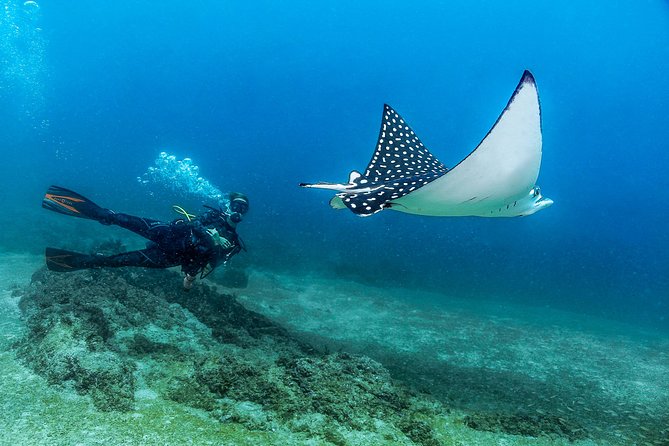 Scuba Diving with a 5-Star PADI Center in Puerto Vallarta - What the $119 Puerto Vallarta scuba trip really offers