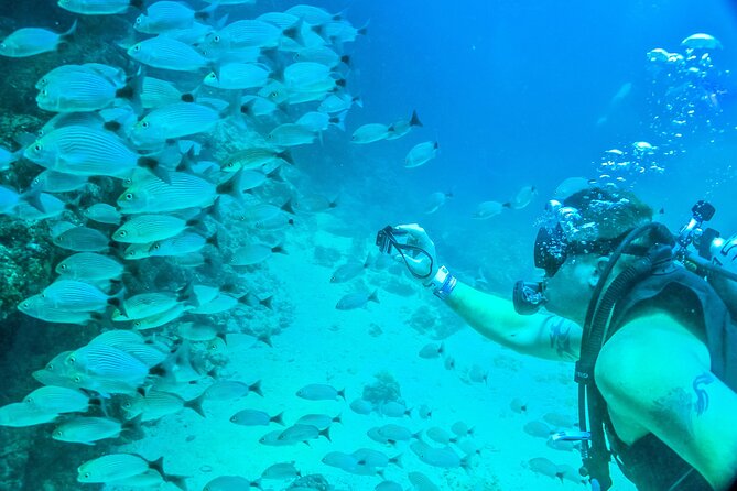 Scuba Diving with a 5-Star PADI Center in Puerto Vallarta - Las Caletas: coves, reefs, and a gentle first look