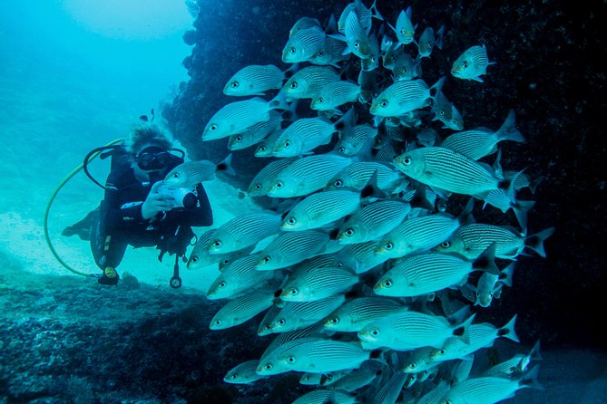 Scuba Diving with a 5-Star PADI Center in Puerto Vallarta - Los Arcos and the rocky world below