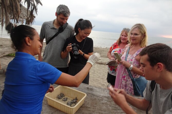 Sea Turtle Release – A Puerto Vallarta Conservation Adventure - Why this Puerto Vallarta turtle outing feels different